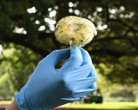 Woman accused of triple murder says foraged mushrooms may have been added to meal