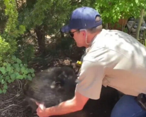 Bear spotted wandering through neighborhoods in the Denver metro area safely relocated