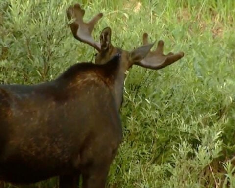 Three recent Colorado moose attacks all involved people with their dogs