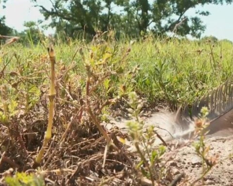Geese and goslings killed sparks outrage and call for action