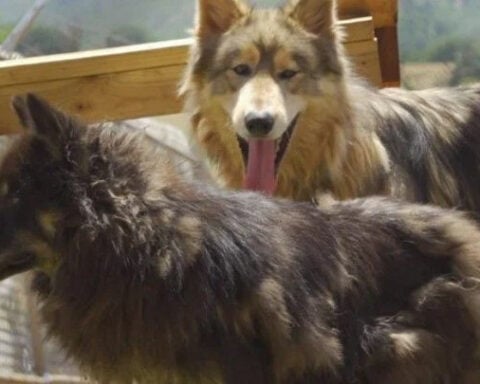 Wolf-dog hybrid sanctuary founded by daughter of Sacramento Kings owner rescues neglected pets