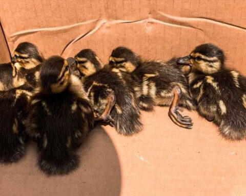 Ducklings reunite with mother after being rescued from storm drain in Pennsylvania