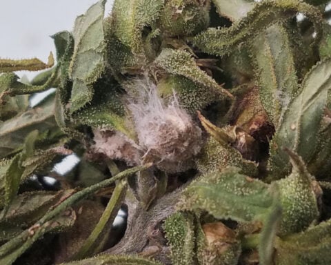 What is Fusarium graminearum, the fungus US authorities say was smuggled in from China?
