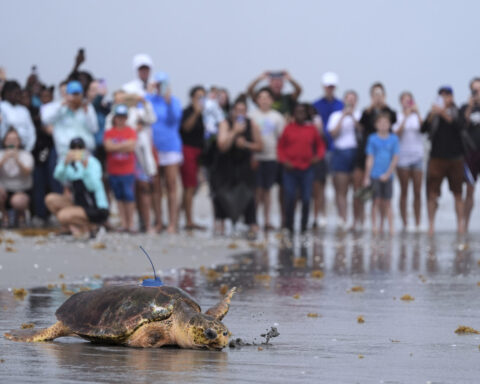 Dilly Dally the sea turtle returns to the ocean after flipper amputation
