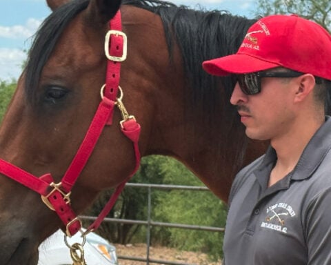UA adopts military horse from Fort Huachuca to help train future veterinarians