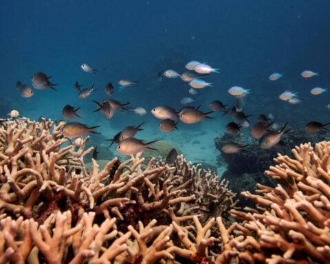Southwest Pacific hit by unprecedented marine heat waves in 2024, UN says