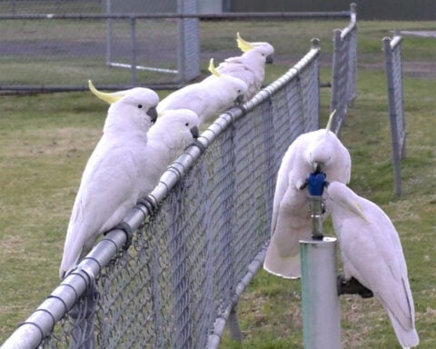 These clever birds can open trash cans and drink from water fountains