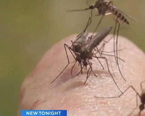 Sacramento to release 400,000 sterile mosquitoes to fight off invasive ones