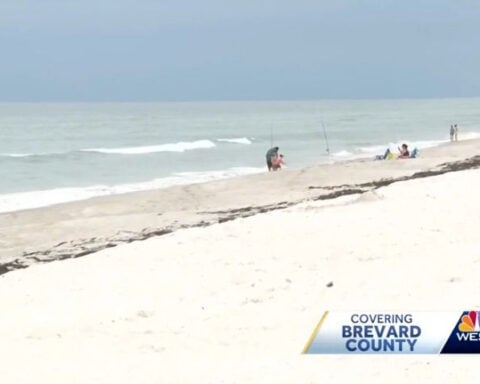 Video shows sand fleas swarming Florida beach | What a doctor says about the critters