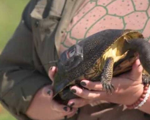 56 threatened Blanding’s turtles released into Iowa wild after being raised at Blank Park Zoo