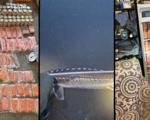 Sturgeon released, packaged salmon roe seized from illegal fishing operation along Sacramento River