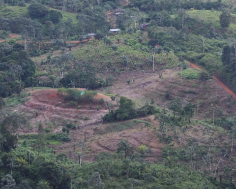 Deforestation in Colombia falls 33% in first quarter