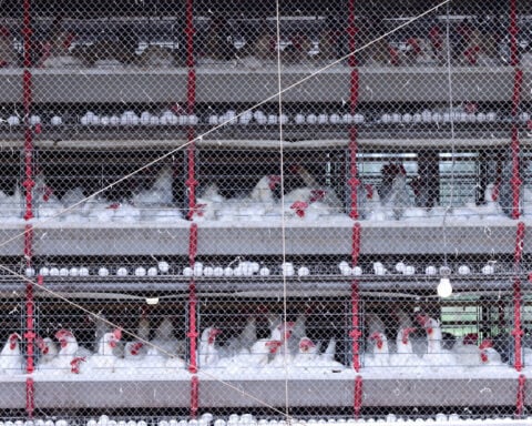 Brazil's poultry exports fell in May, hit by bird flu case