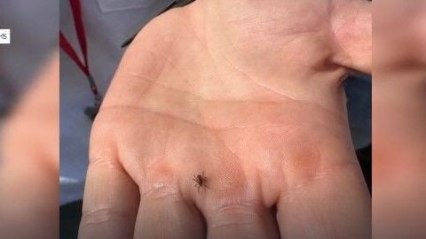 Utahns urged to watch out for ticks as they venture into the wild