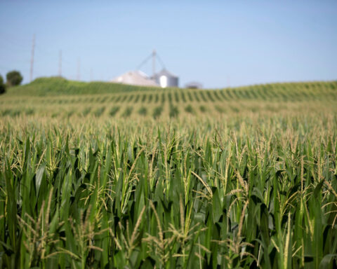 World food prices dip in May as cereal, sugar and vegoils drop