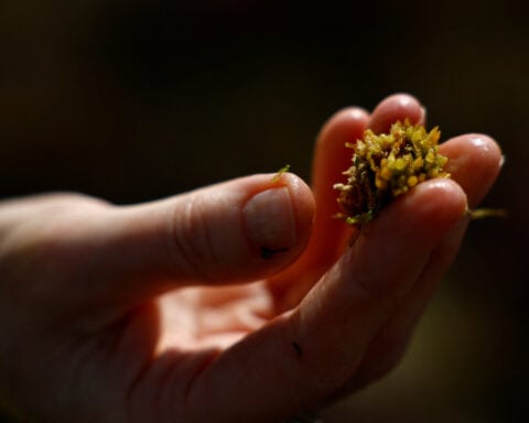 On Ireland’s peat bogs, climate action clashes with tradition
