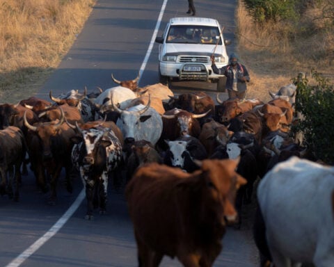 South Africa to ramp up vaccinations as foot-and-mouth disease spreads