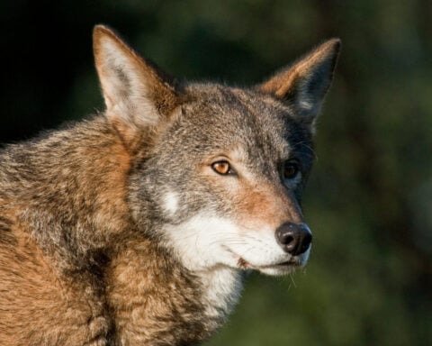 Beyond de-extinction and dire wolves, gene editing can help today’s endangered species