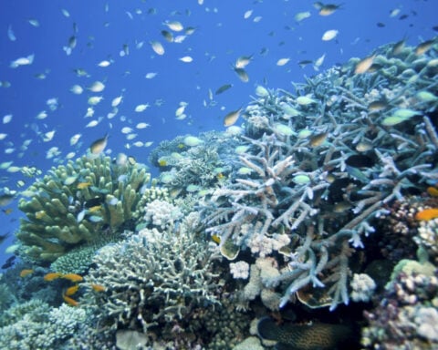 Coral reefs face an uncertain recovery from the 4th global mass bleaching event – can climate refuges help?