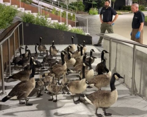 Maryland DNR ensures rescued animals affected by fuel spill get care they need