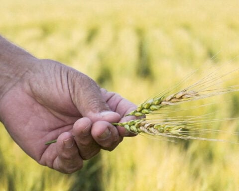 Experts doubt FBI’s claim that crop fungus smuggled by Chinese students is a threat