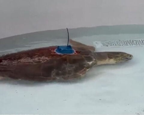 Subadult amputee sea turtle returns to ocean with help