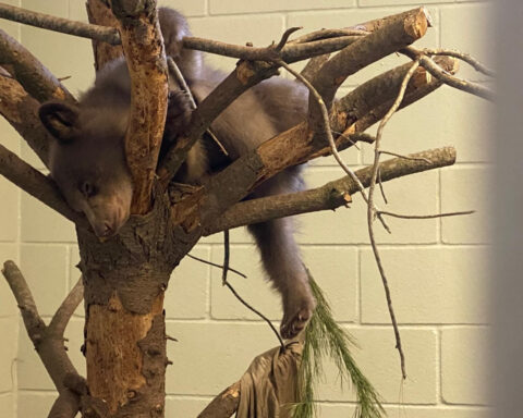 Caretakers dress up as bears to raise rescued cub
