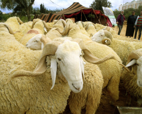 Drought, rising prices and dwindling herds undercut this year's Eid al-Adha in North Africa
