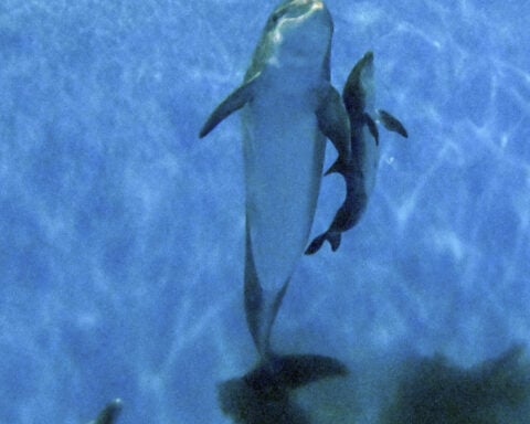 Video shows dolphin calf birth and first breath at Chicago zoo. Mom's friend helped