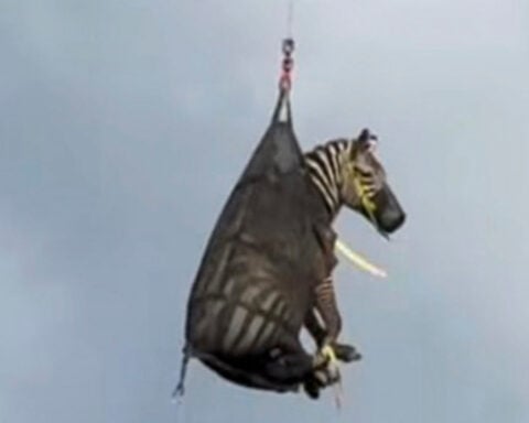 A runaway pet zebra has been captured in Tennessee