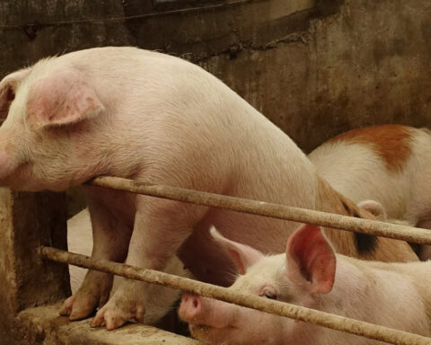 China wants slimmer pigs