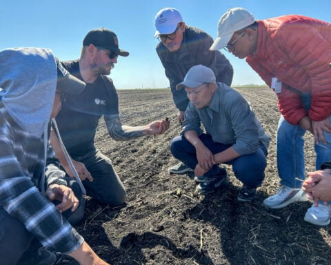 Tariffs on canola seen supercharging Canadian farmers' shift to spring wheat