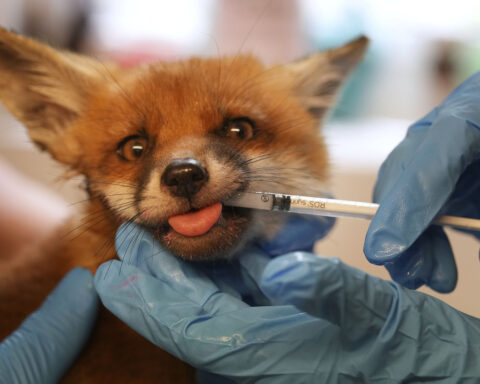 When a fox says ‘help’ in London, there’s often an ambulance on its way
