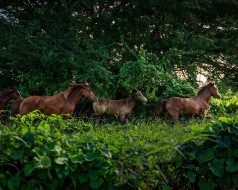 At $3,000 a night, luxury farm resorts are the next glamorous getaway