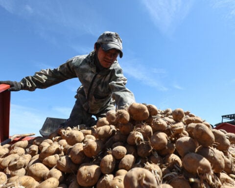 Potato price surge fuels inflation pain for Russia's poorest