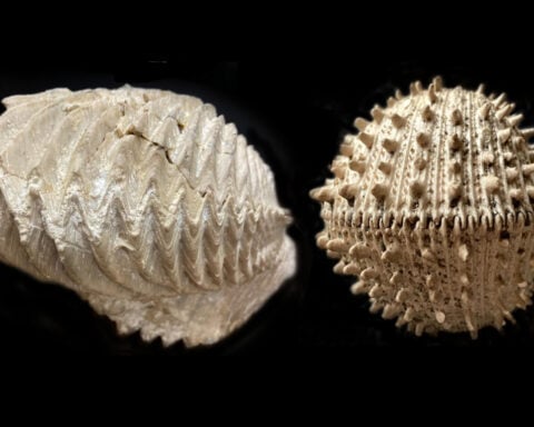 Ancient fossils show how the last mass extinction forever scrambled the ocean’s biodiversity