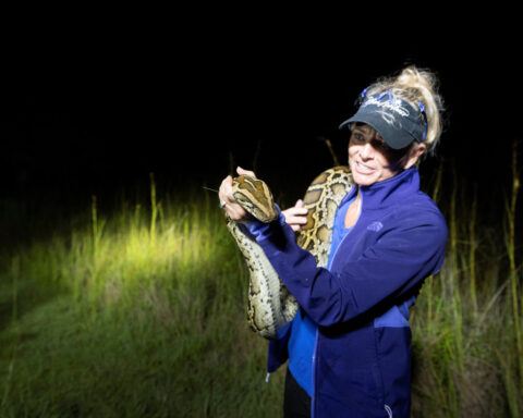 'Python Huntress' takes on invasive snakes in the Everglades