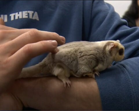Aspiring veterinarians learn about exotic animals in University of Maryland course