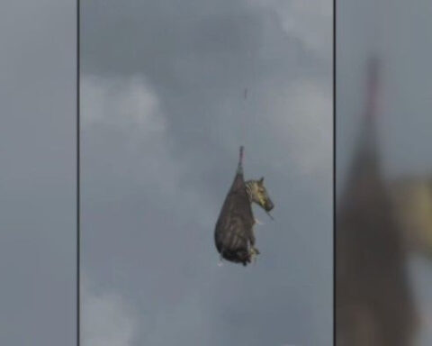 Special Delivery: Escaped zebra flying high on journey home after rescue