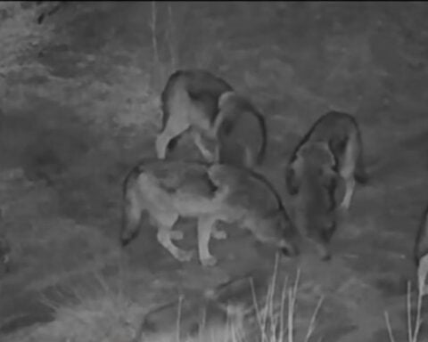 California launches new strike team to help stop wolves from killing livestock