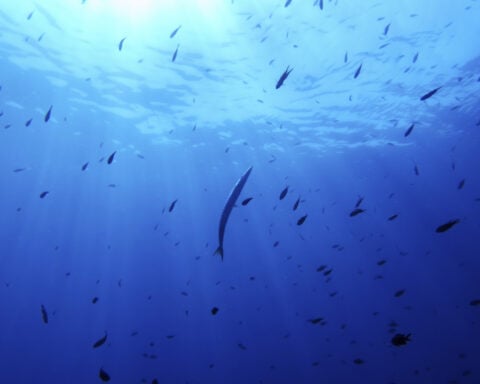 UN Ocean Conference sets sail off France on World Oceans Day