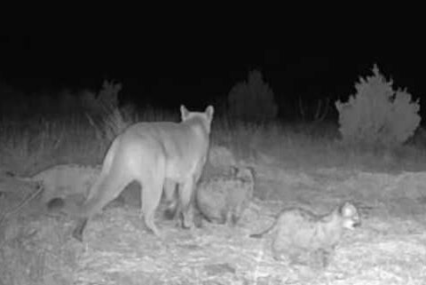Pictures show evidence that mountain lions may be breeding in Oklahoma
