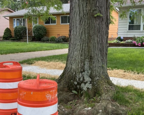 Some sidewalks are so messed up baby skunks were living underneath