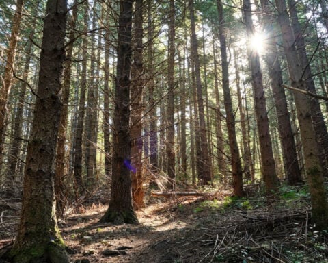 New Zealand government sued over ‘inadequate’ plan to reduce emissions