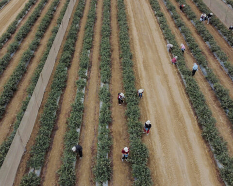 Peru turns to China as US tariffs squeeze blueberry exports
