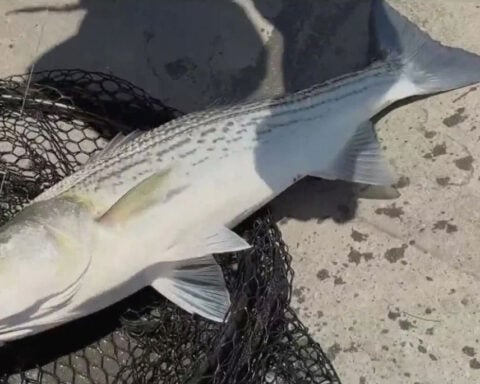 "Forever chemicals" found in fish caught in San Francisco Bay, report warns