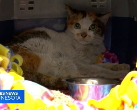 Cat survives 3-week trip from China to Minnesota as stowaway in shipping container