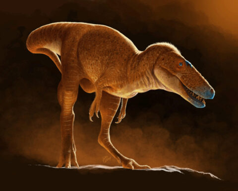 Mongolia's 'Dragon Prince' dinosaur was forerunner of T. rex