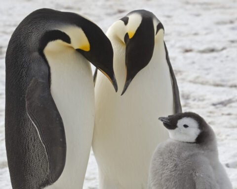 Emperor penguins show dramatic decline in one region of Antarctica, satellite photos show