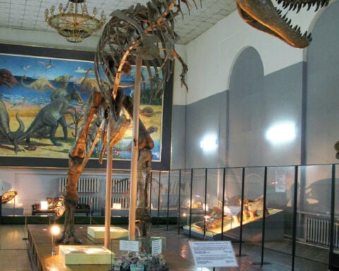 ‘Dragon prince’ dinosaur discovery is changing how scientists understand T. rex